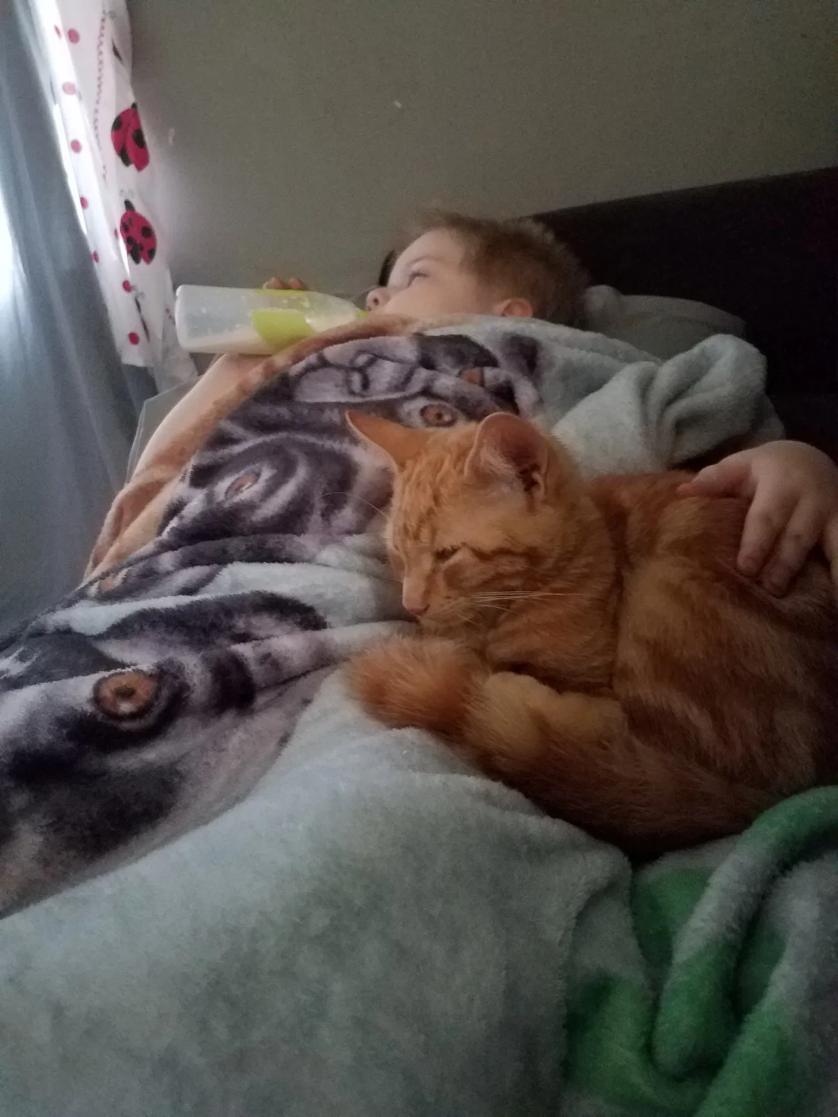 Lost cat in Fayetteville, NC, 28303