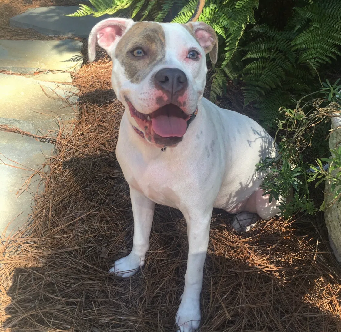 Lost dog in Raleigh, NC, 27606