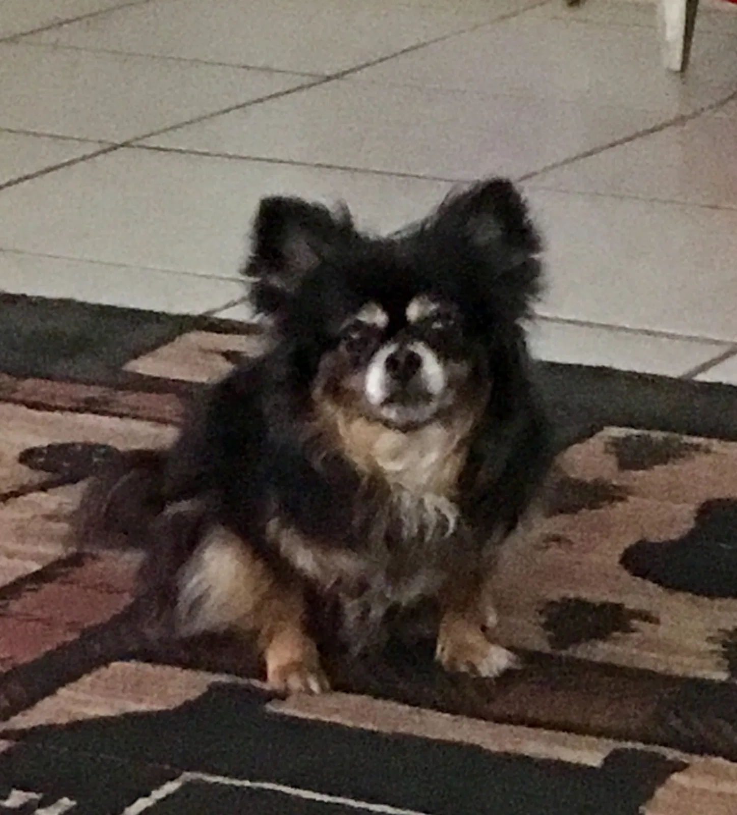 Lost dog in Moore Haven, FL, 33471