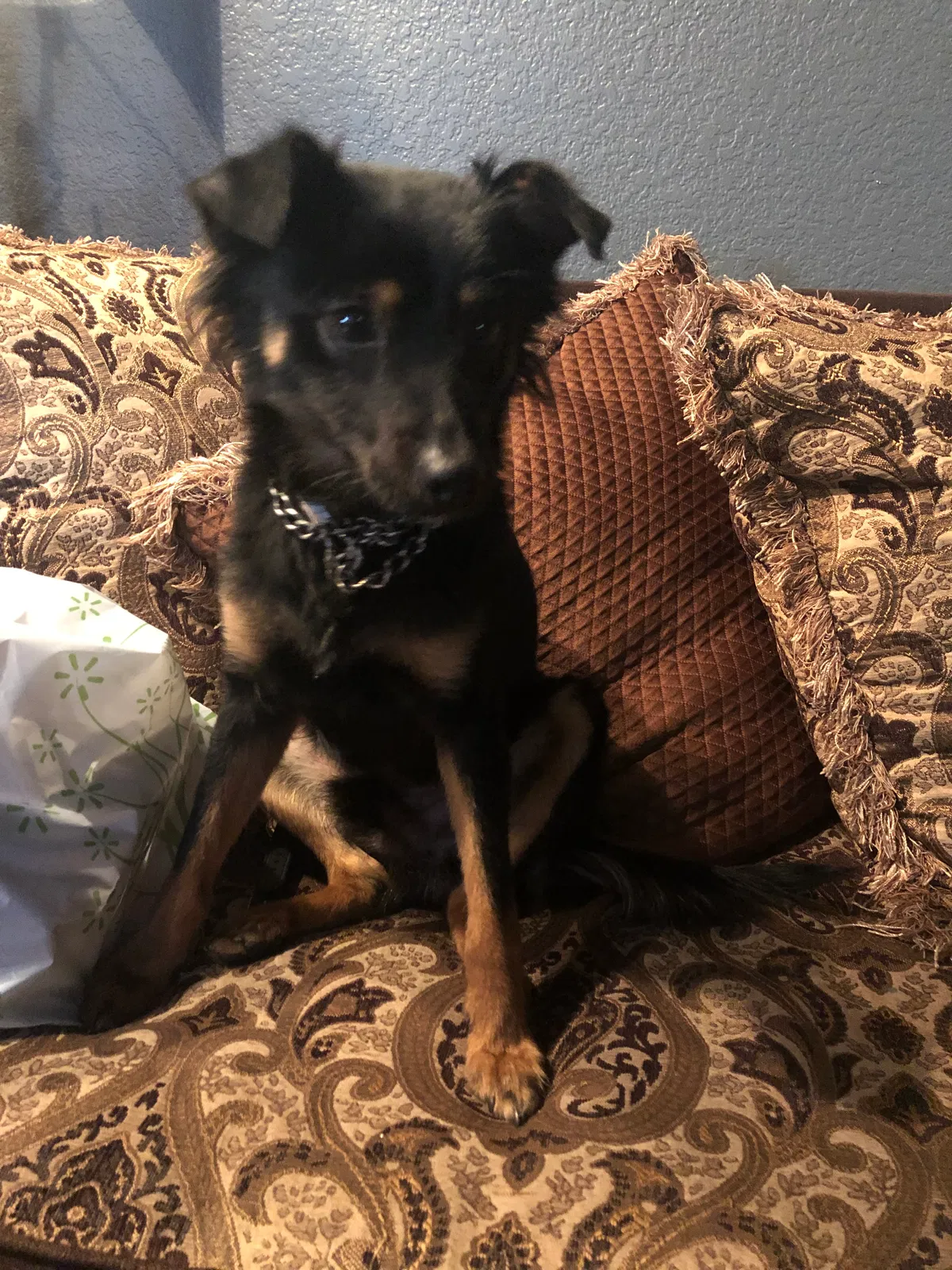 Found dog in Lancaster, CA, 93535