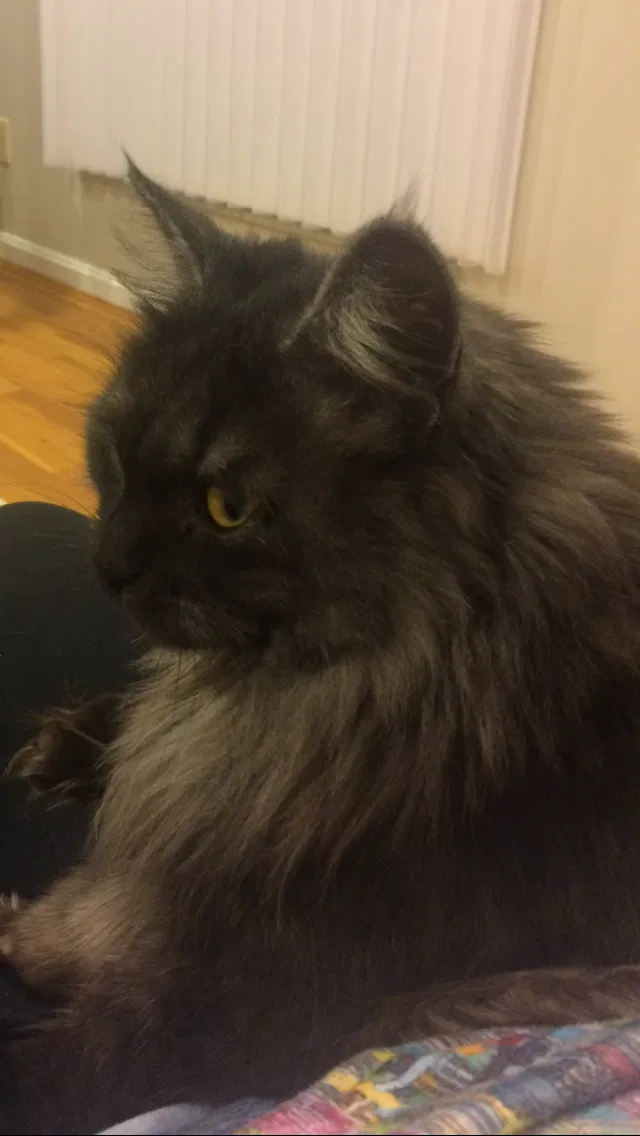 Lost cat in Cincinnati, OH, 45242