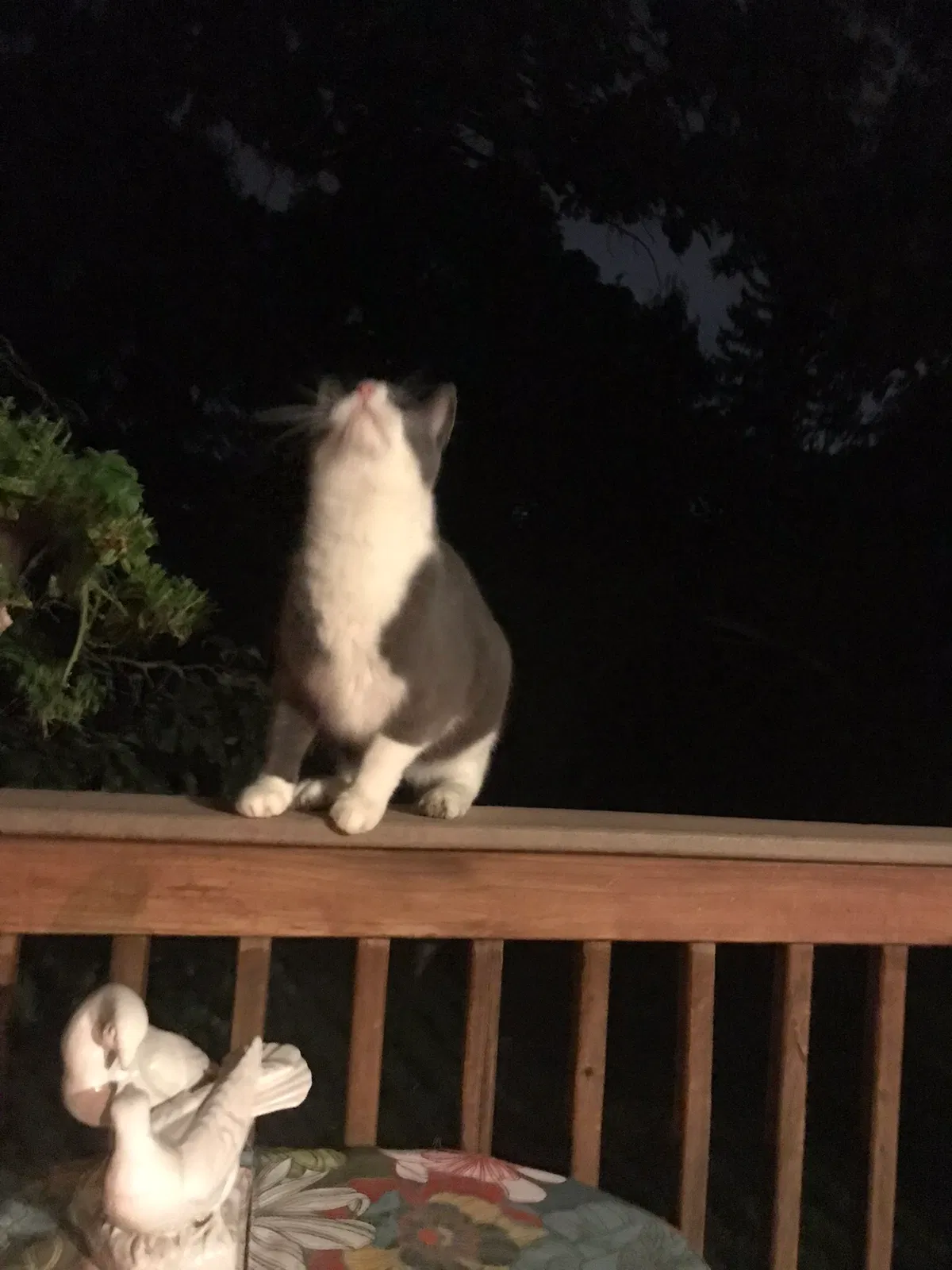 Missing Cat