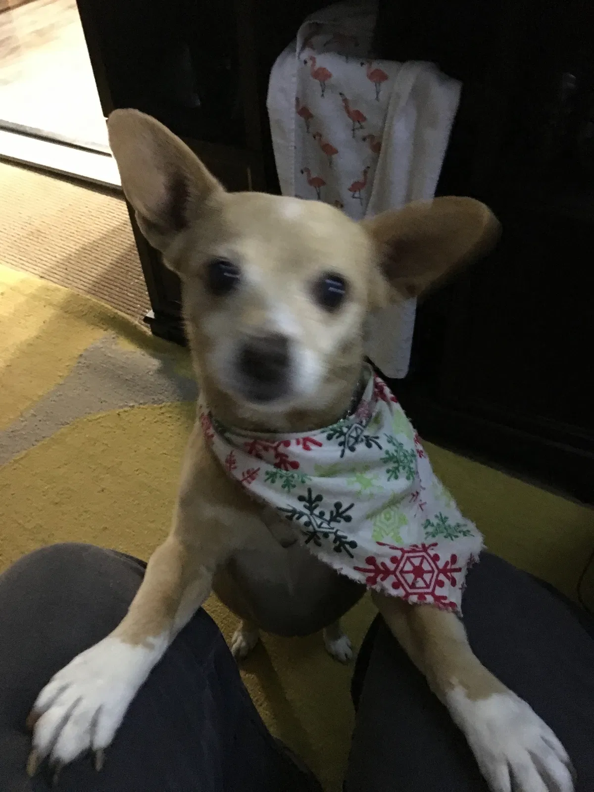 Lost dog in Corryton, TN, 37721