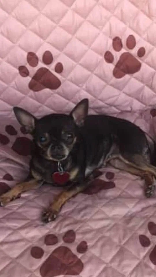 Lost dog in Knoxville, TN, 37938