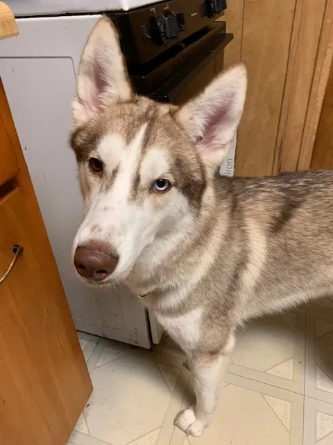 Lost dog in Cleveland, OH, 44103