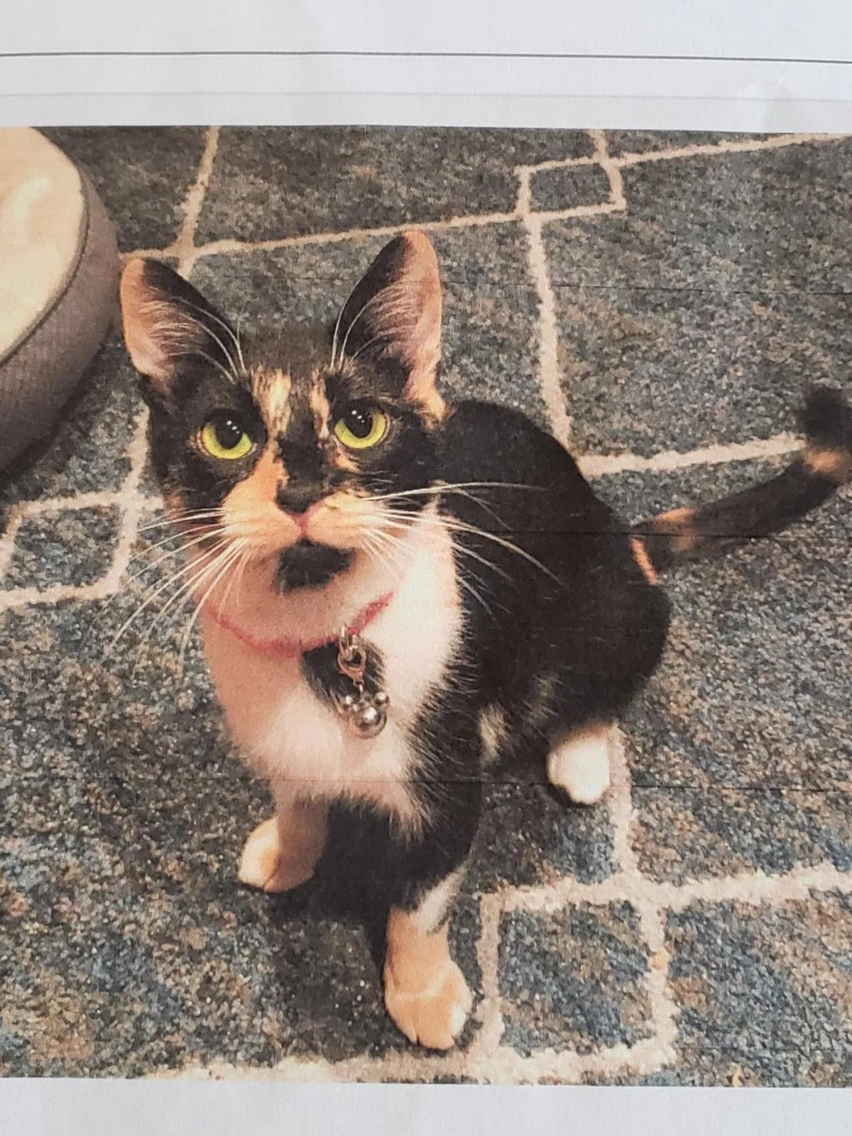 Lost cat in Rosemead, CA, 91770
