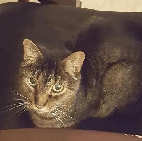 Lost cat in Tallahassee, FL, 32309