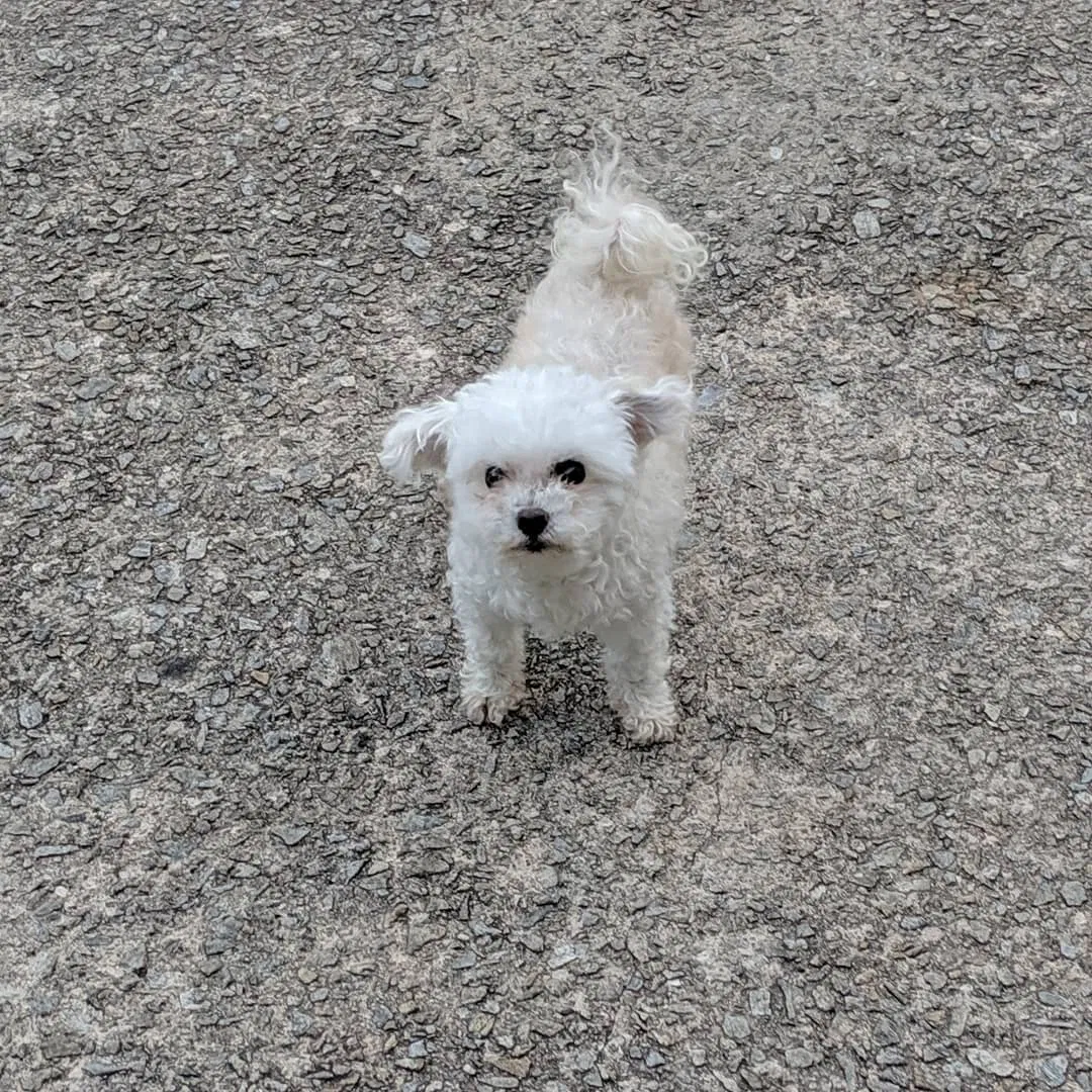 Lost dog in Dacula, GA, 30019