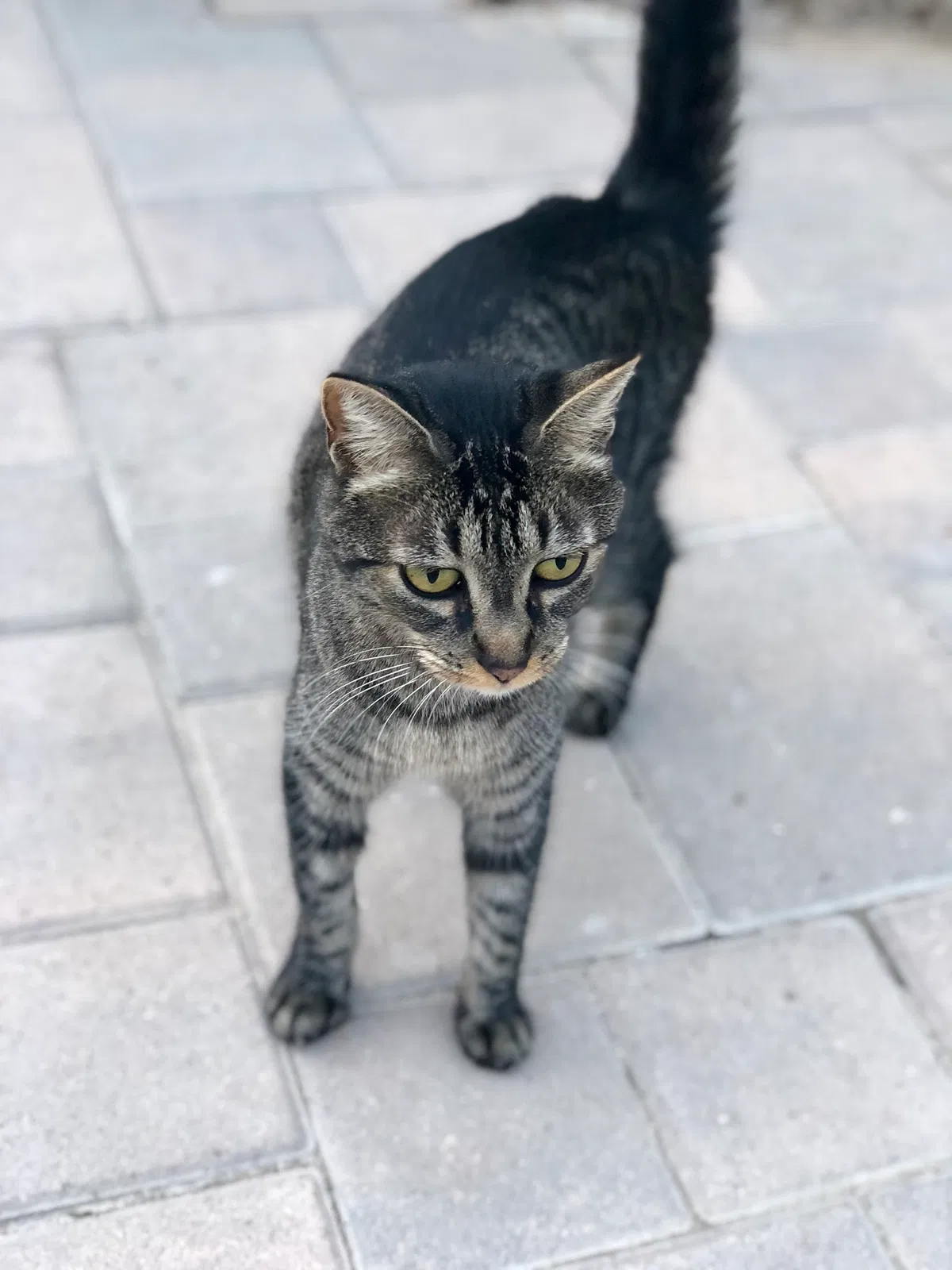 Lost cat in Newbury Park, CA, 91320