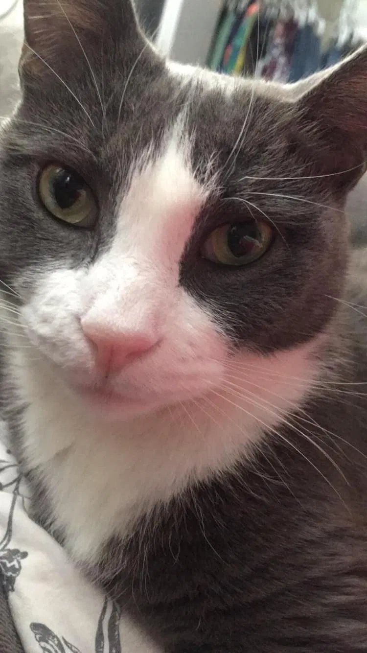 Lost cat in Hawthorne, NJ, 7506
