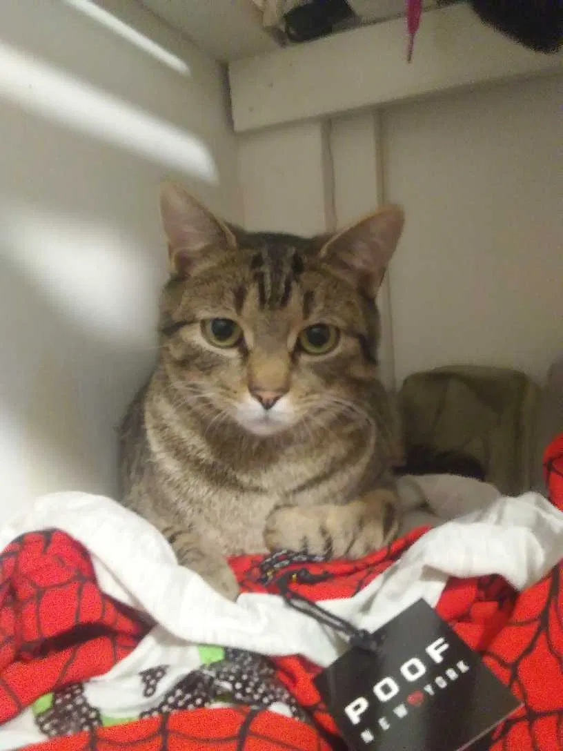 Lost cat in Douglassville, PA, 19518