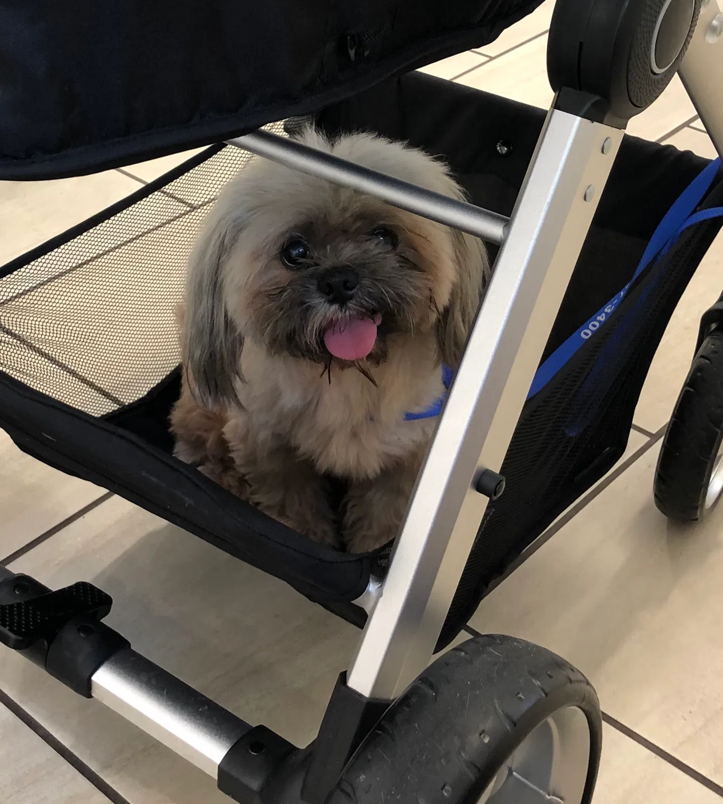 Lost dog in Miami, FL, 33127