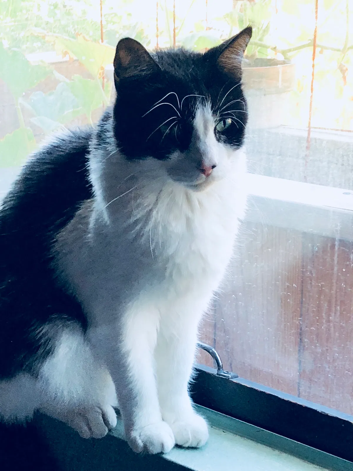 Lost cat in Sierra Vista, AZ, 85635