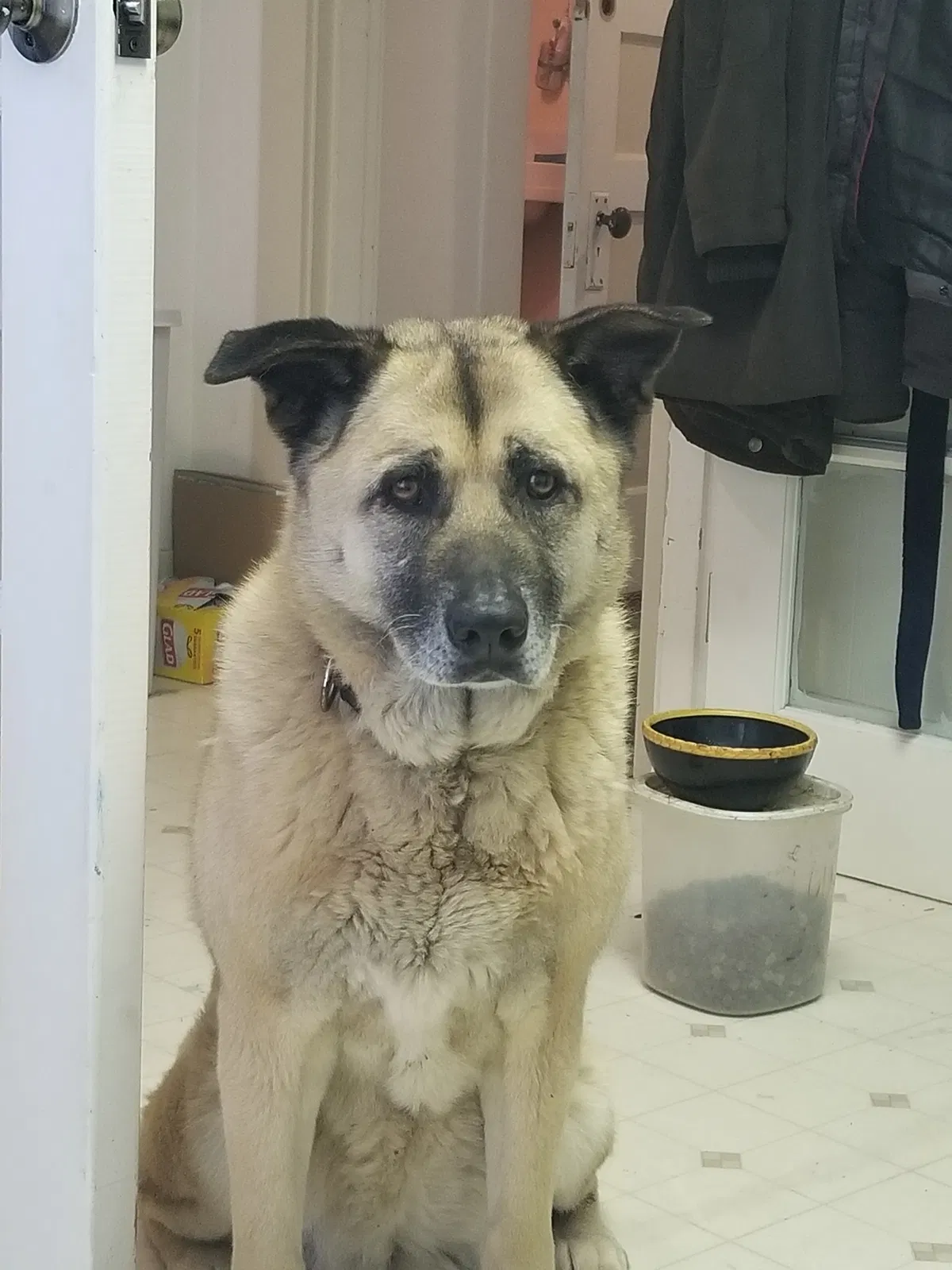 Lost dog in Mulino, OR, 97042