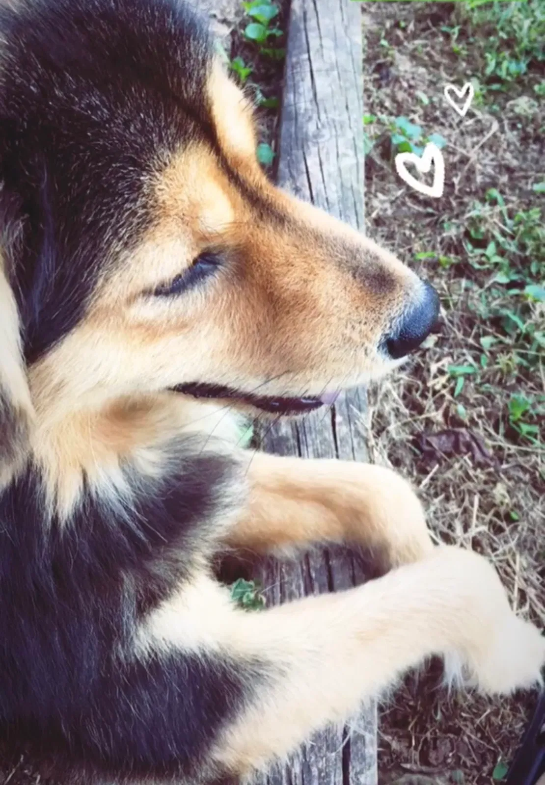 Lost dog in Hendersonville, NC, 28791