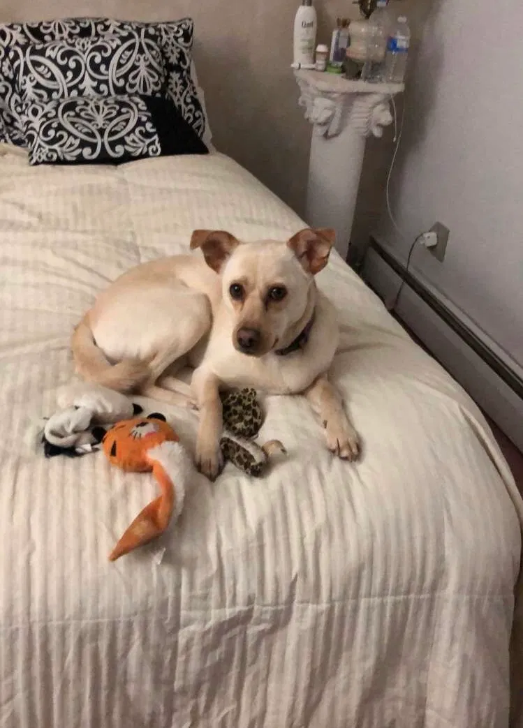 Lost dog in Centreville, VA, 20121