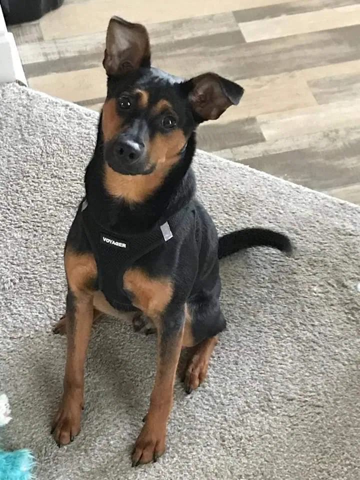 Lost dog in Conway, SC, 29527