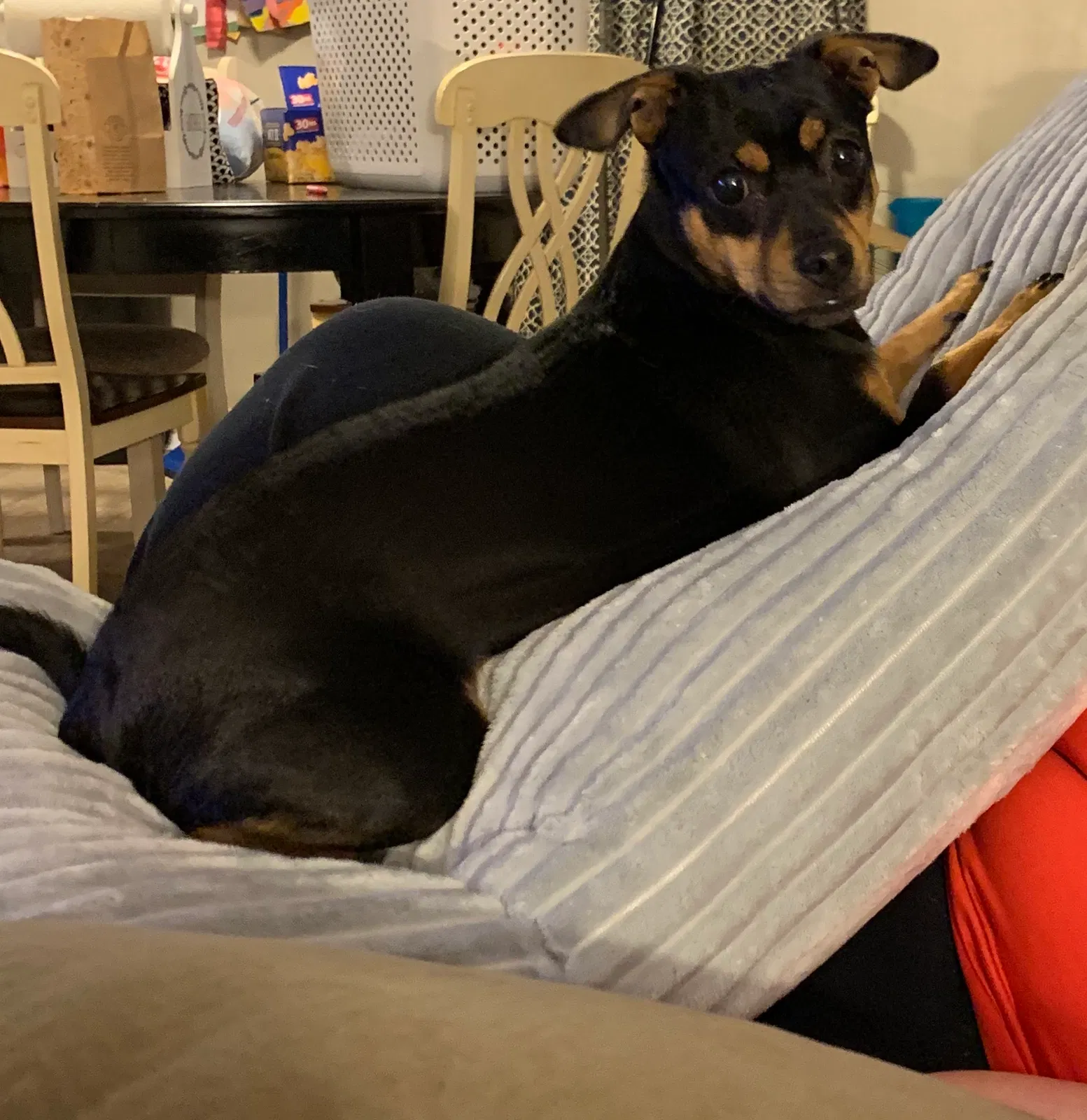 Lost dog in Franklin, OH, 45005