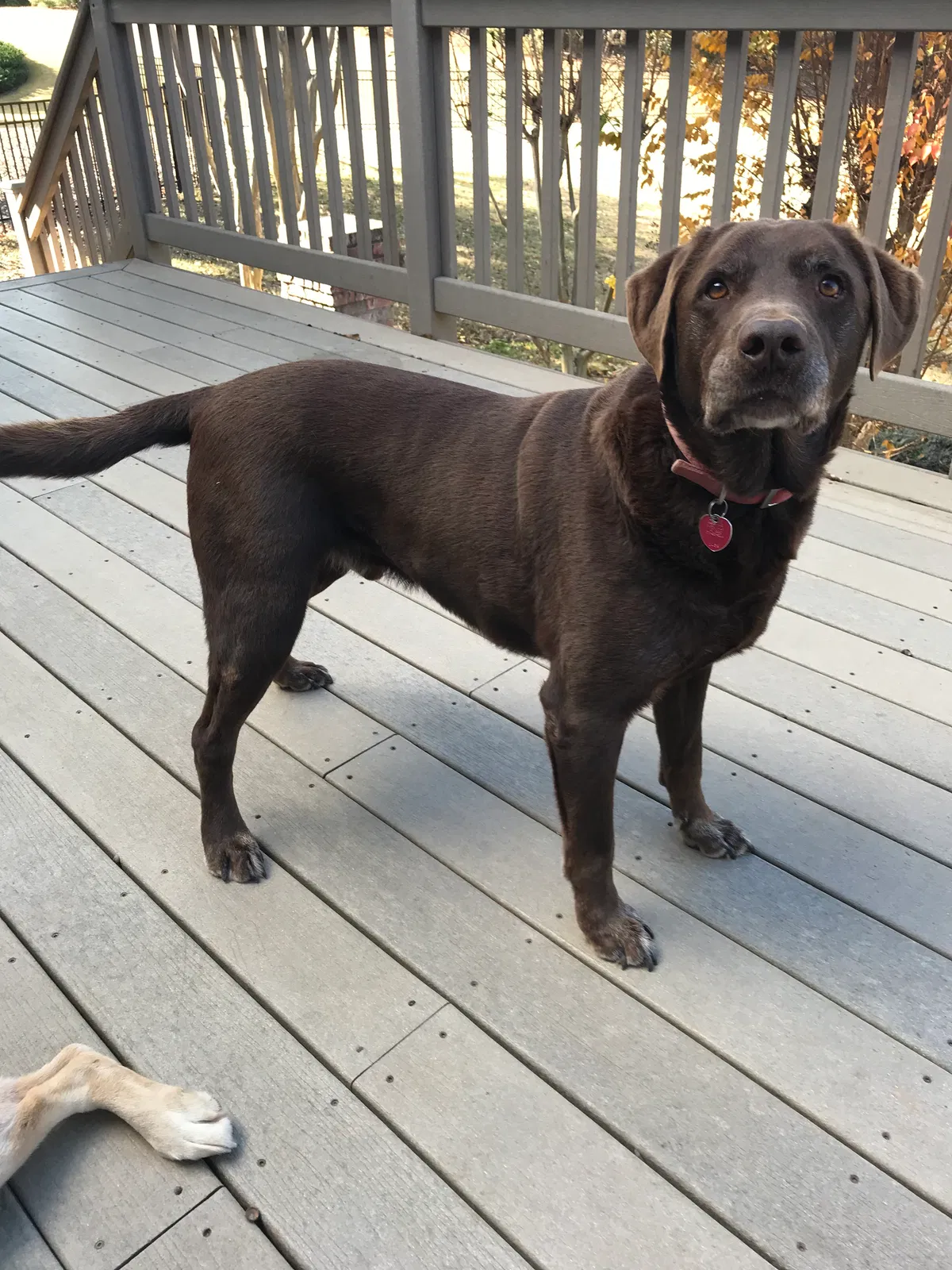 Lost dog in Loganville, GA, 30052