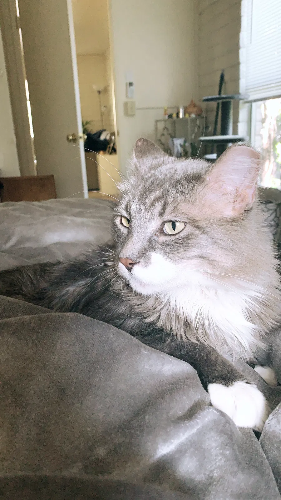 Lost cat in Escondido, CA, 92029