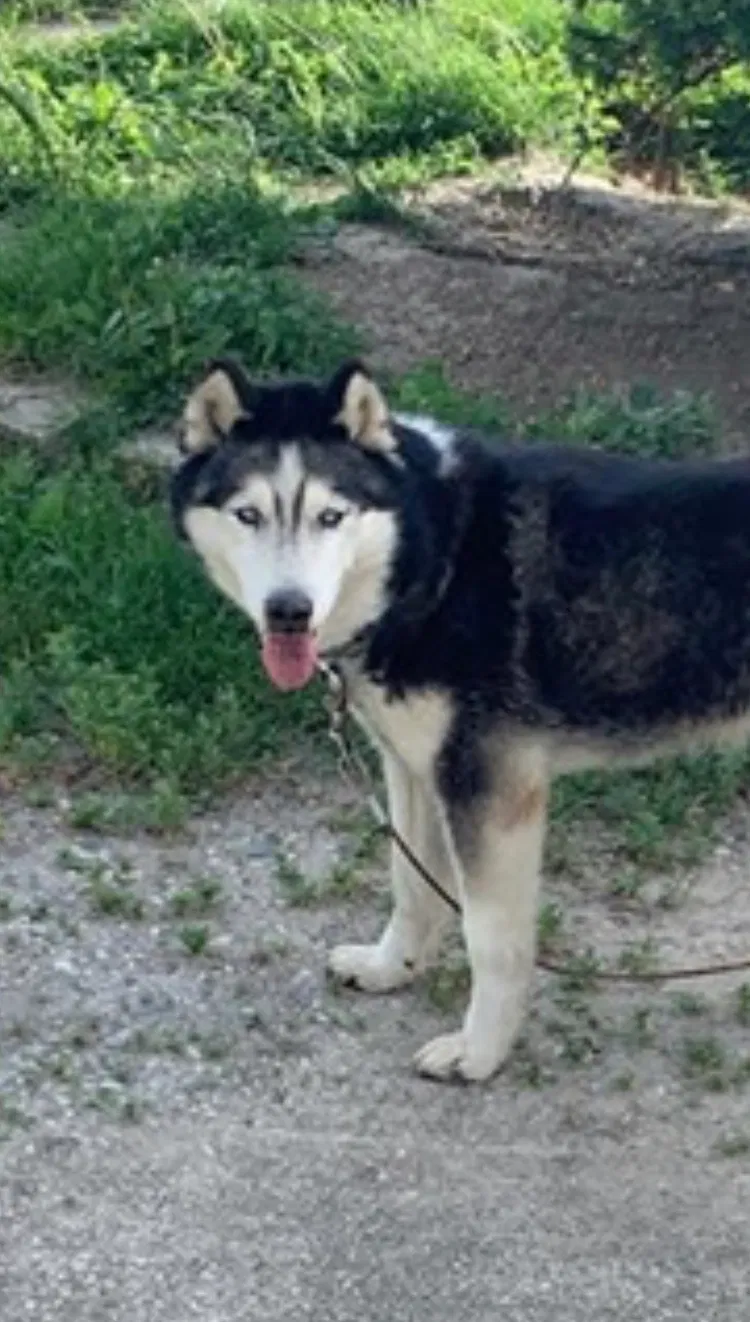 Lost dog in Williamsport, IN, 47993