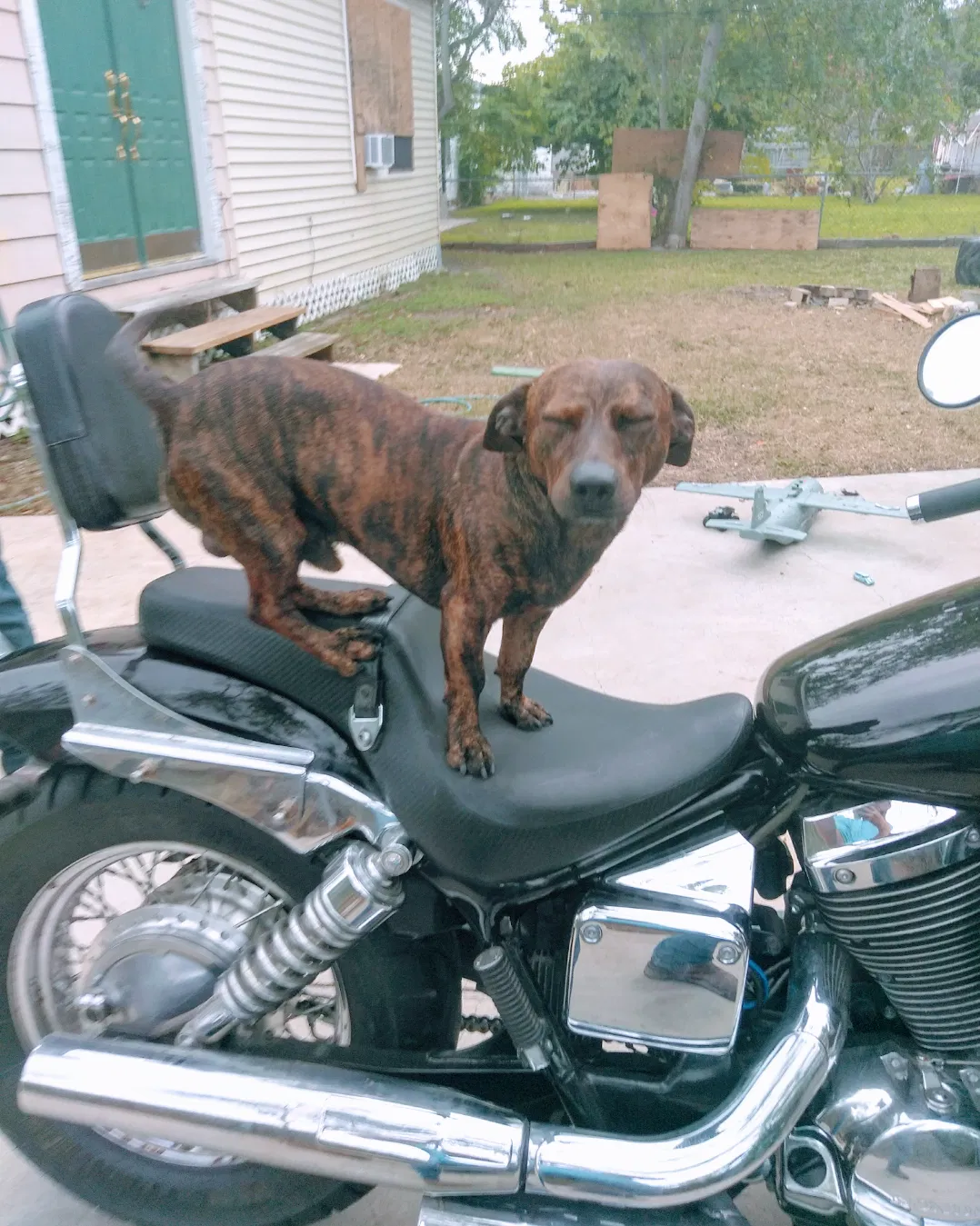 Lost dog in Corpus Christi, TX, 78412