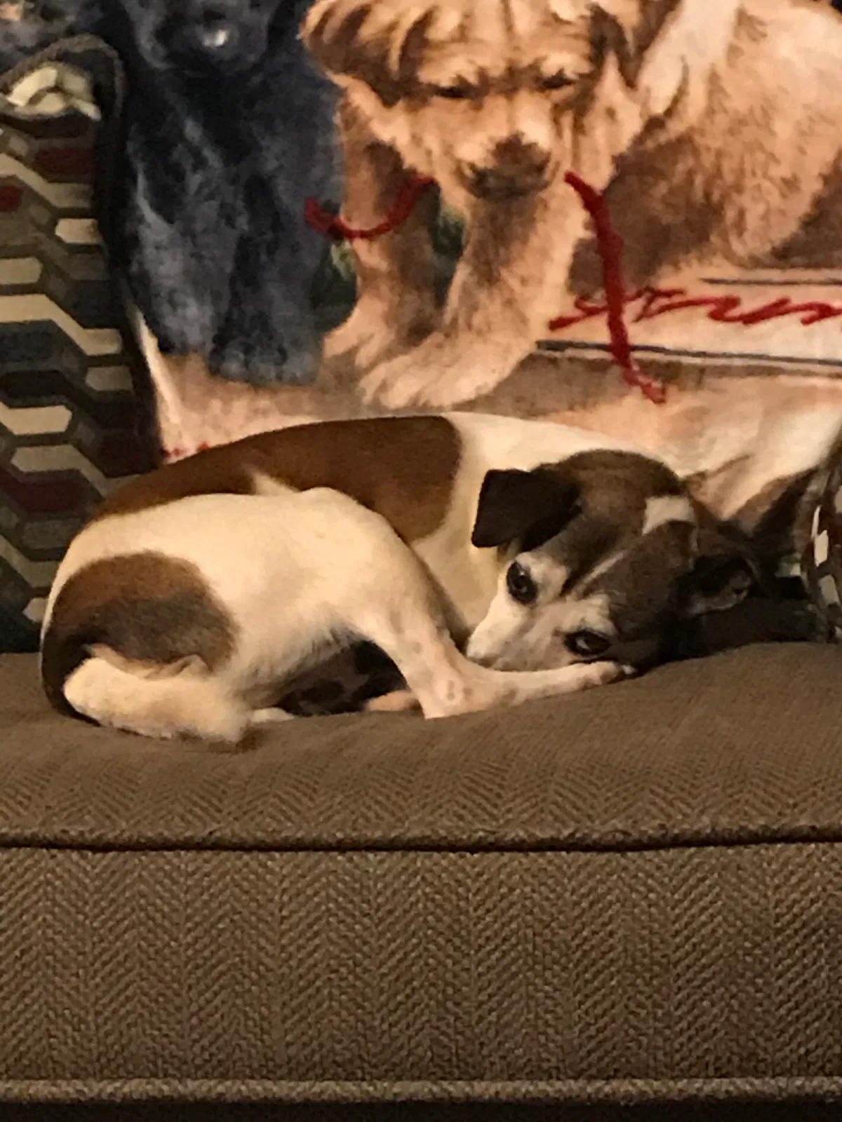 Lost dog in Inman, SC, 29349