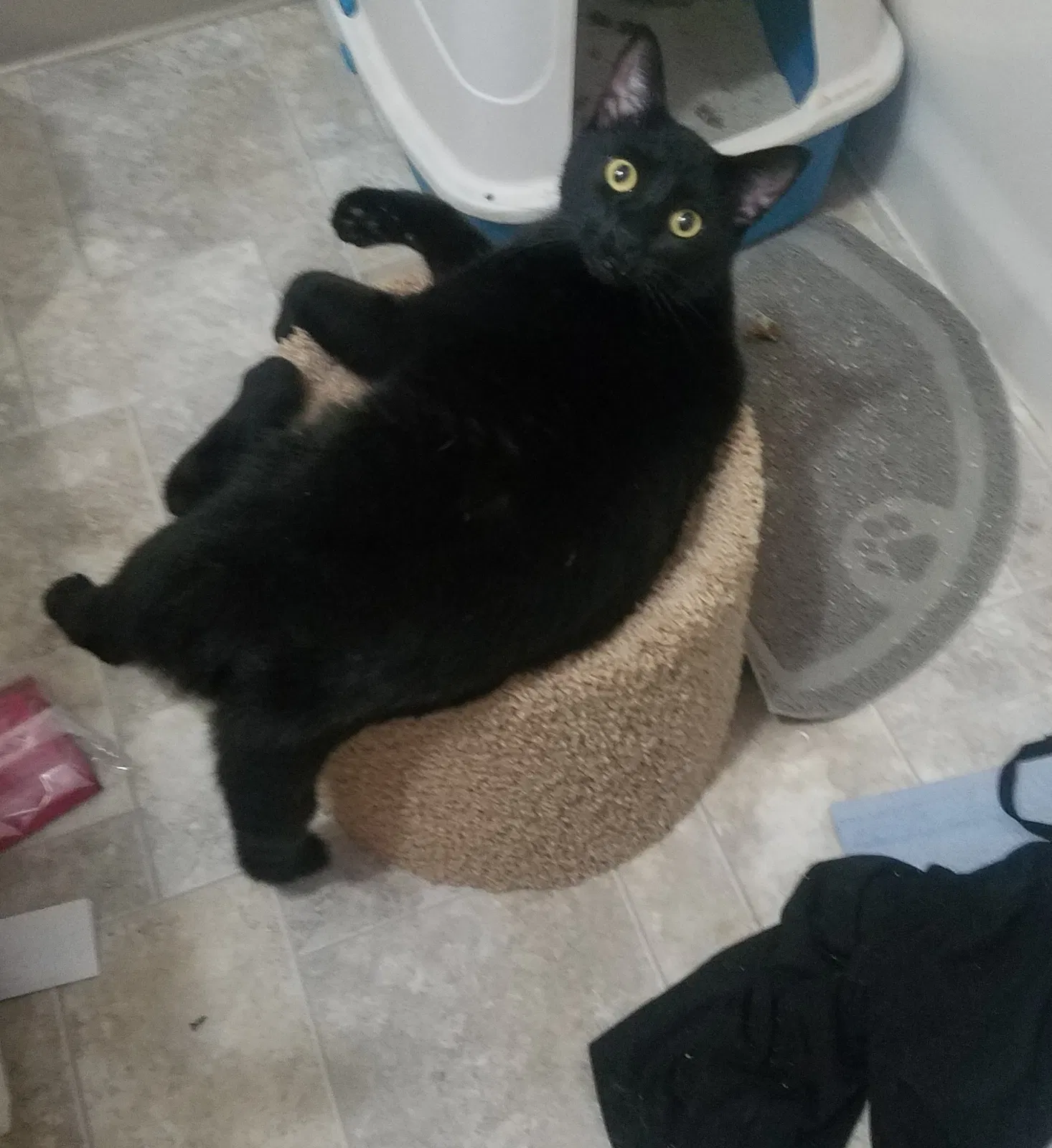 Lost cat in Wilsonville, OR, 97070