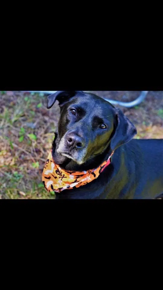 Lost dog in Savannah, GA, 31404