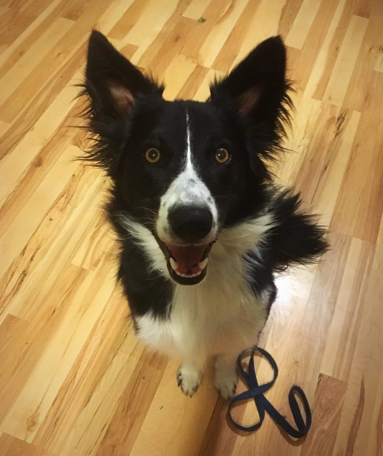 Lost dog in Henderson, CO, 80640