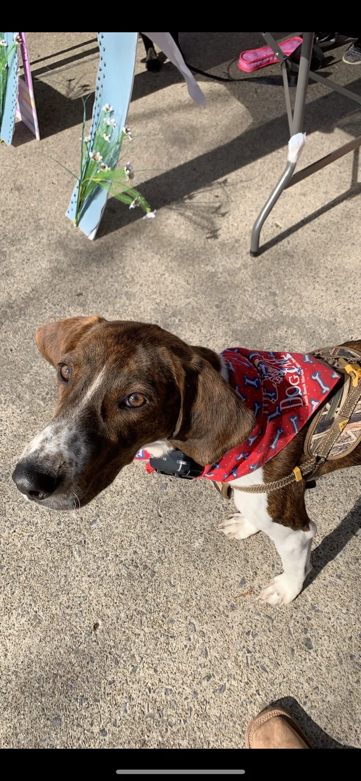 Lost dog in Albright, WV, 26519