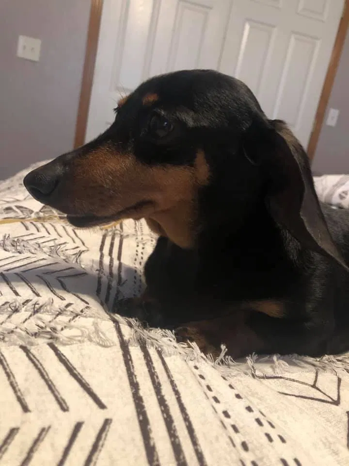 Lost dog in Edmond, OK, 73034