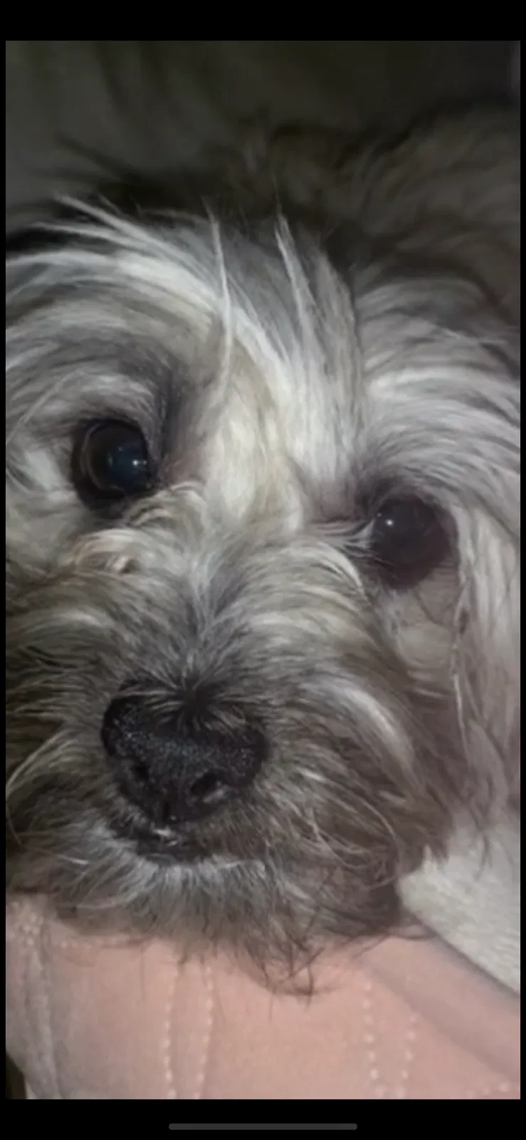 Lost dog in North Las Vegas, NV, 89032