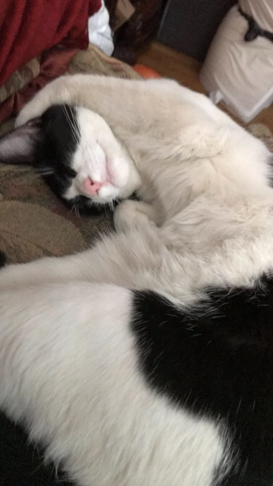 Lost cat in Bronx, NY, 10467