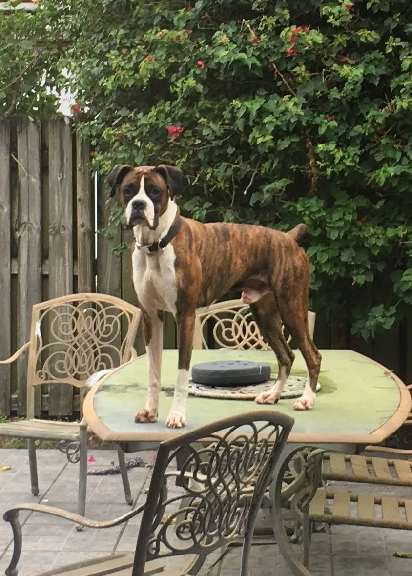 Lost dog in Miami, FL, 33182