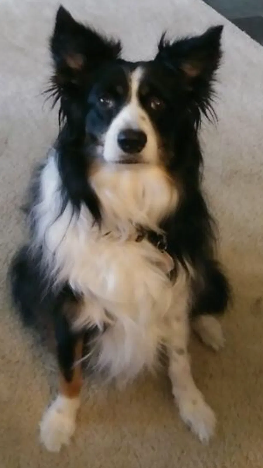 Lost dog in Southfield, MI, 48033