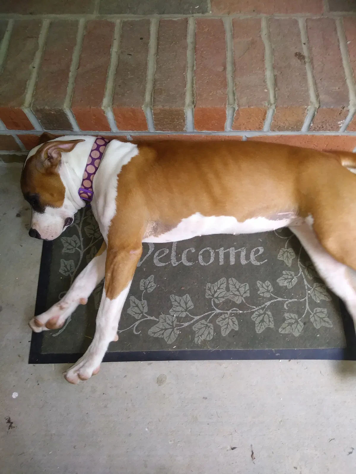 Found dog in Searcy, AR, 72143