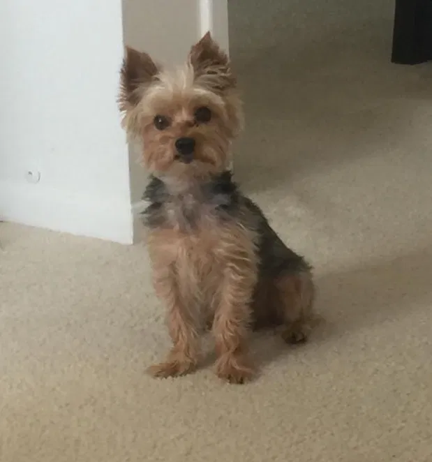 Lost dog in Hallandale, FL, 33009