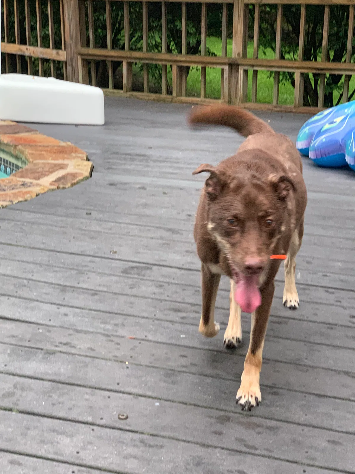 Lost dog in Wayne, PA, 19087
