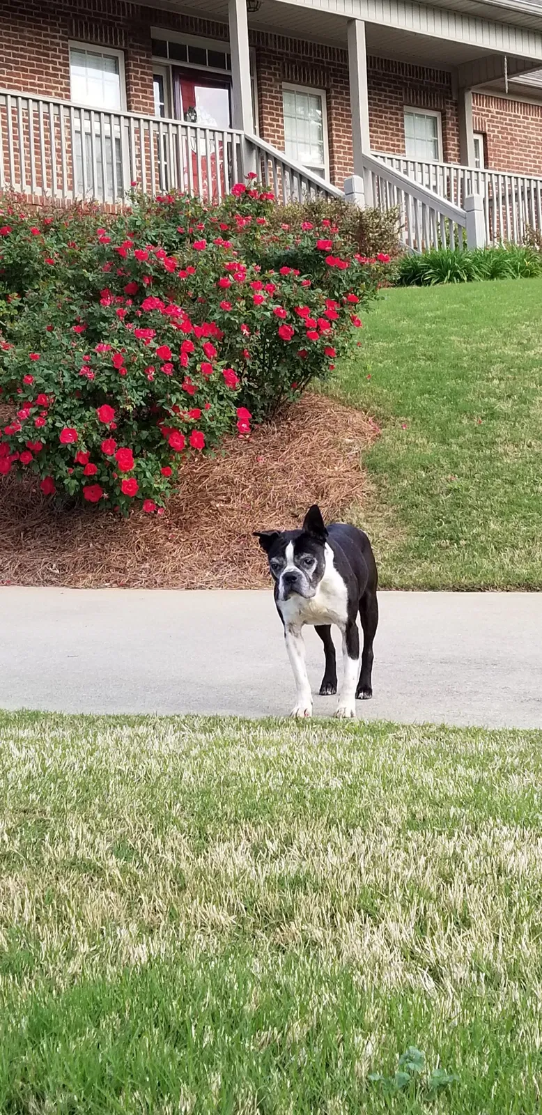 Lost dog in Oneonta, AL, 35121