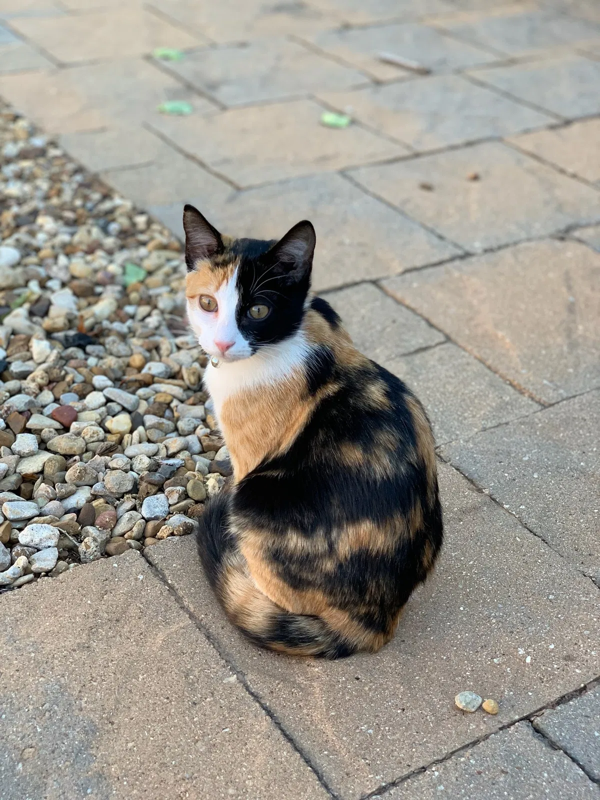 Lost cat in Lubbock, TX, 79424