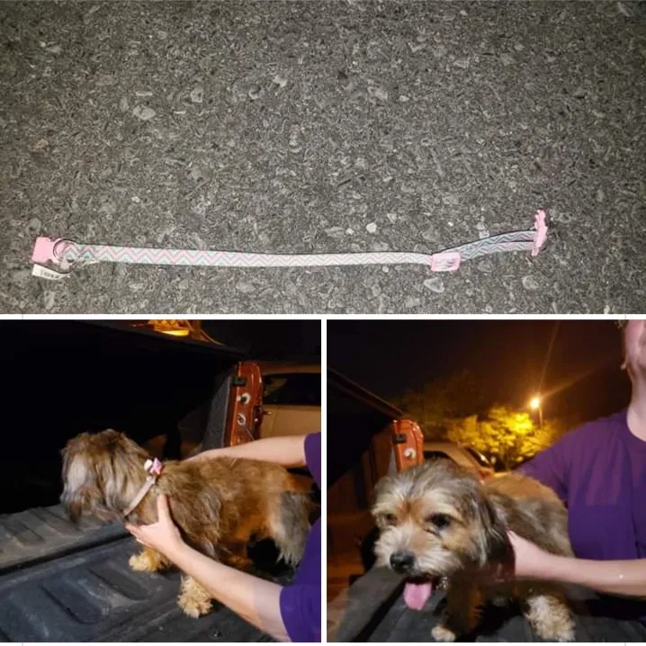 Found dog in Rome, GA, 30161