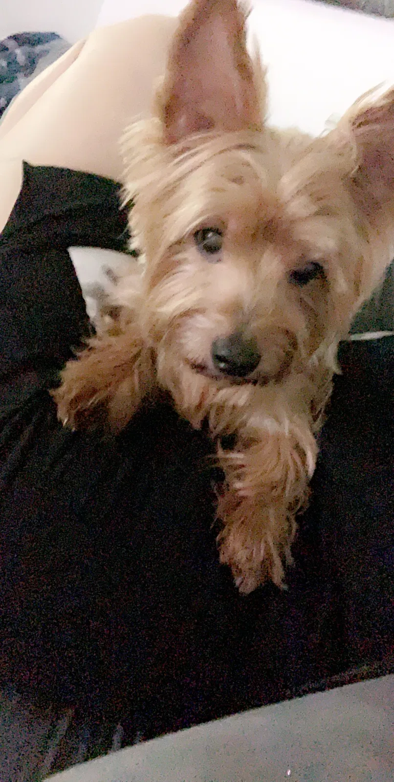 Lost dog in Brooklyn, NY, 11221