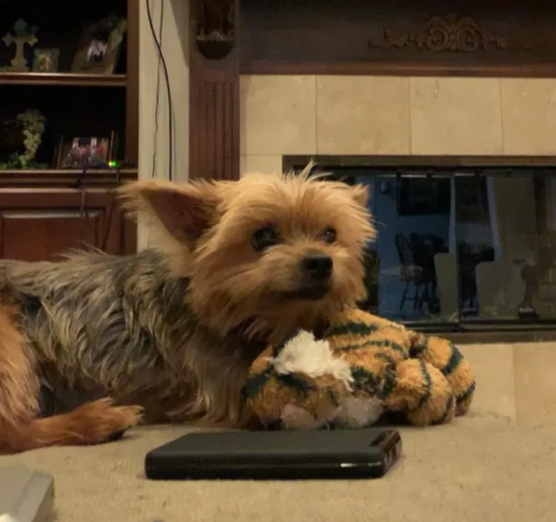 Lost dog in Maurice, LA, 70555