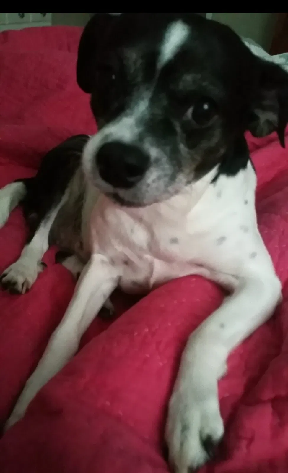 Lost dog in Hixson, TN, 37343