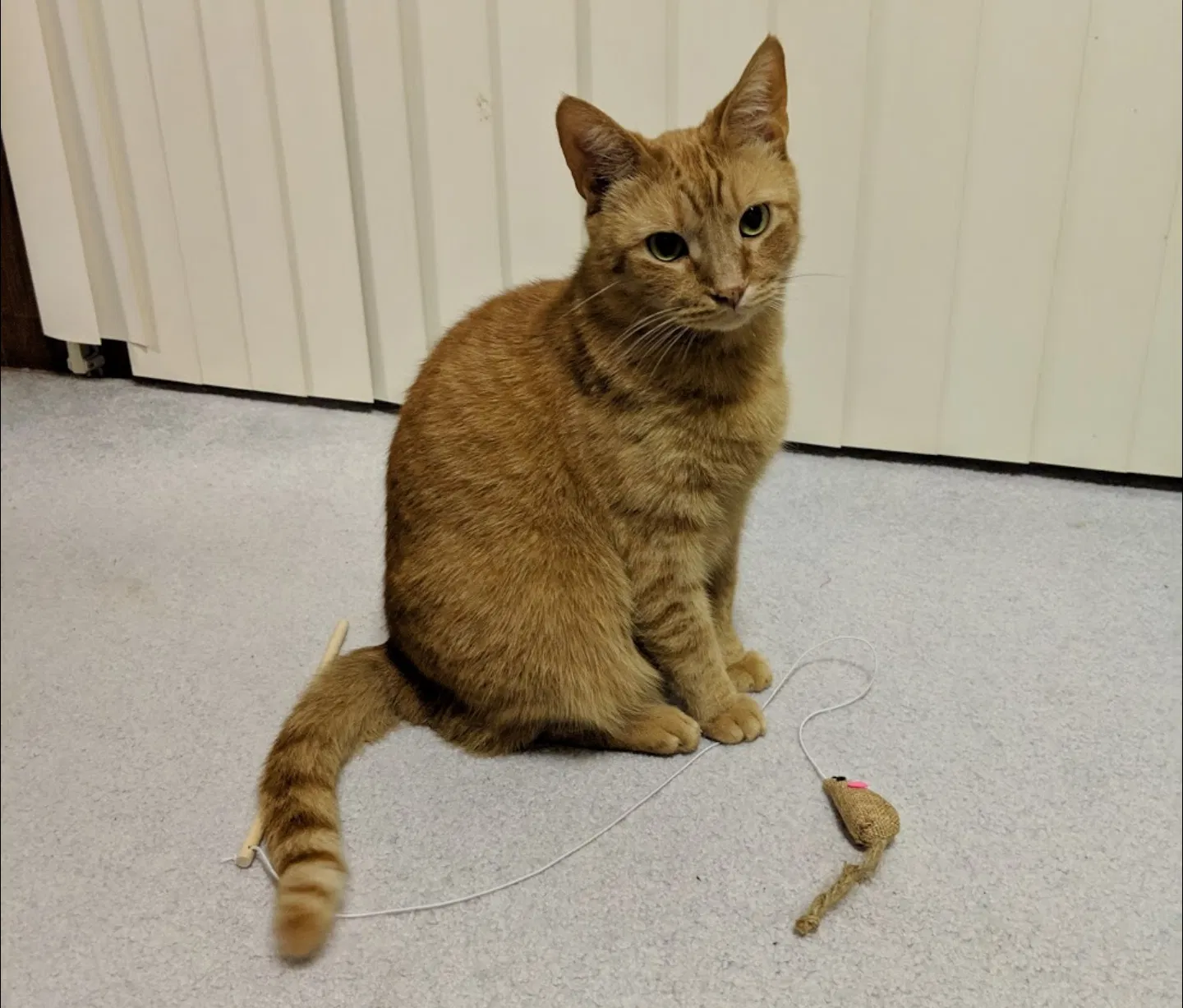 Lost cat in Daly City, CA, 94015