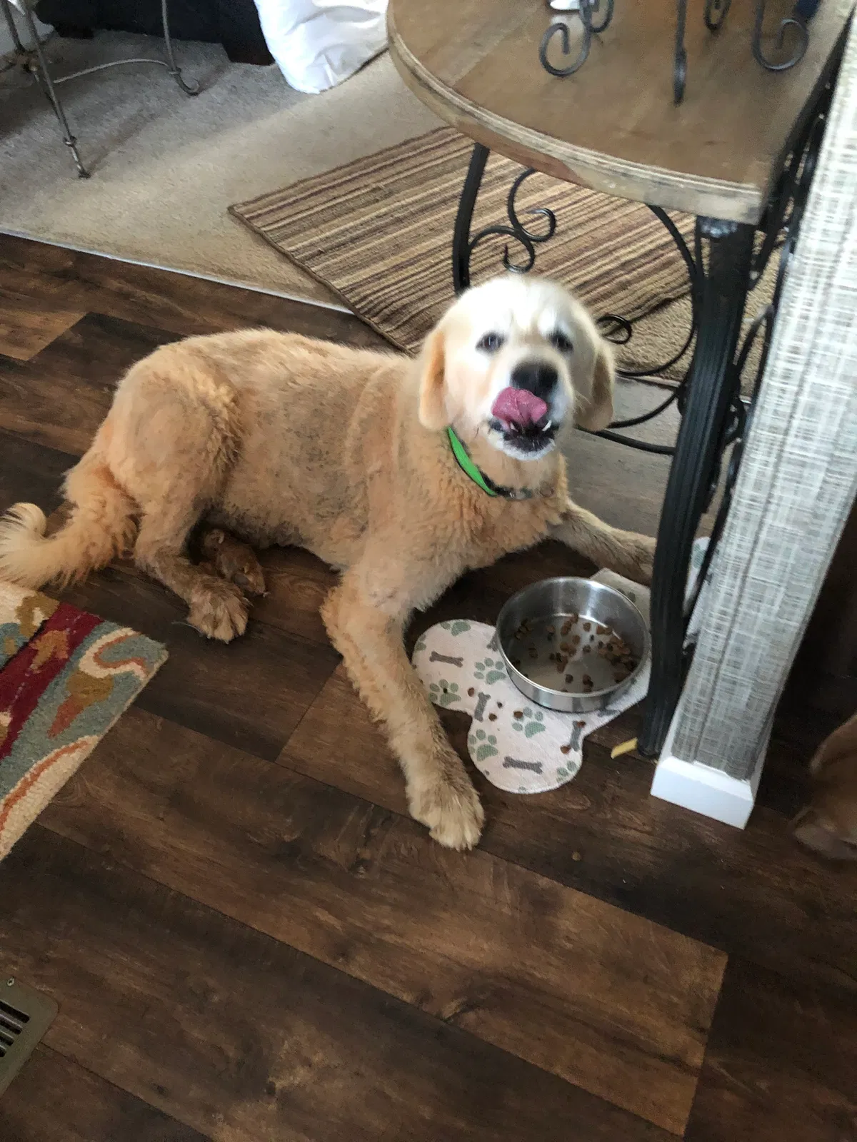 Lost dog in Jefferson, GA, 30549