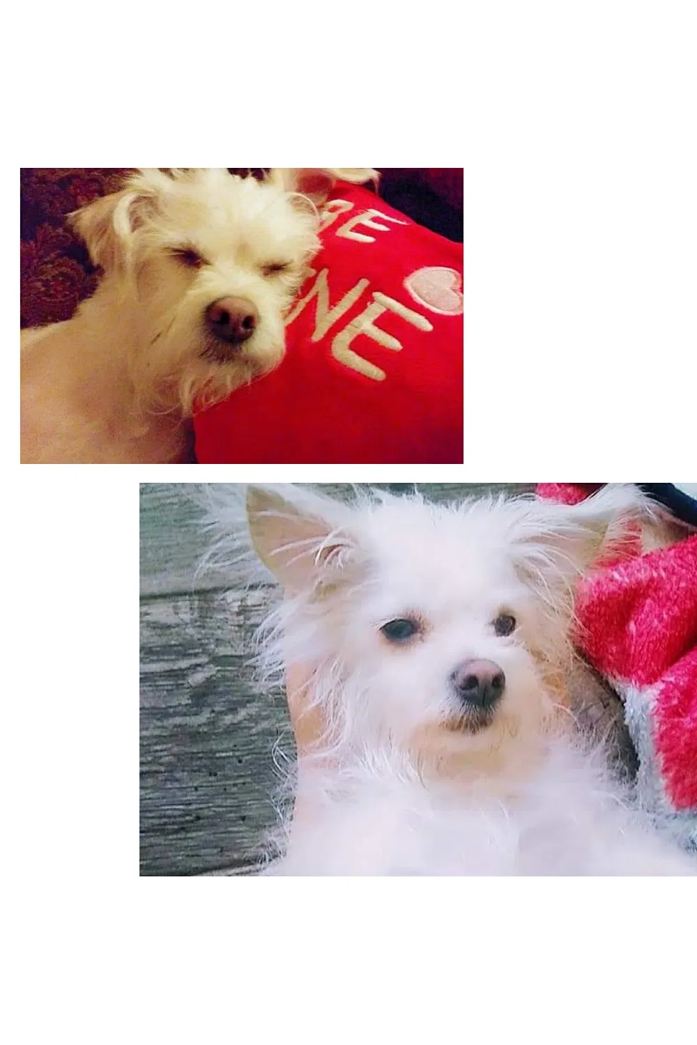 Lost dog in Salt Lake City, UT, 84119