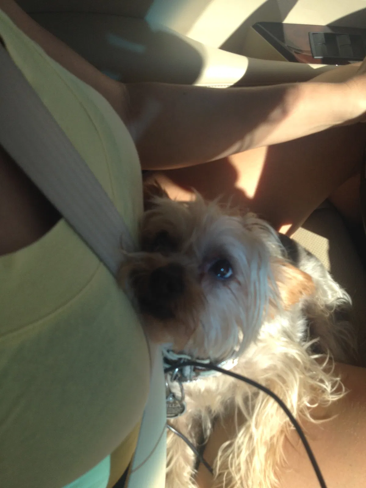 Lost dog in Santa Clarita, CA, 91350