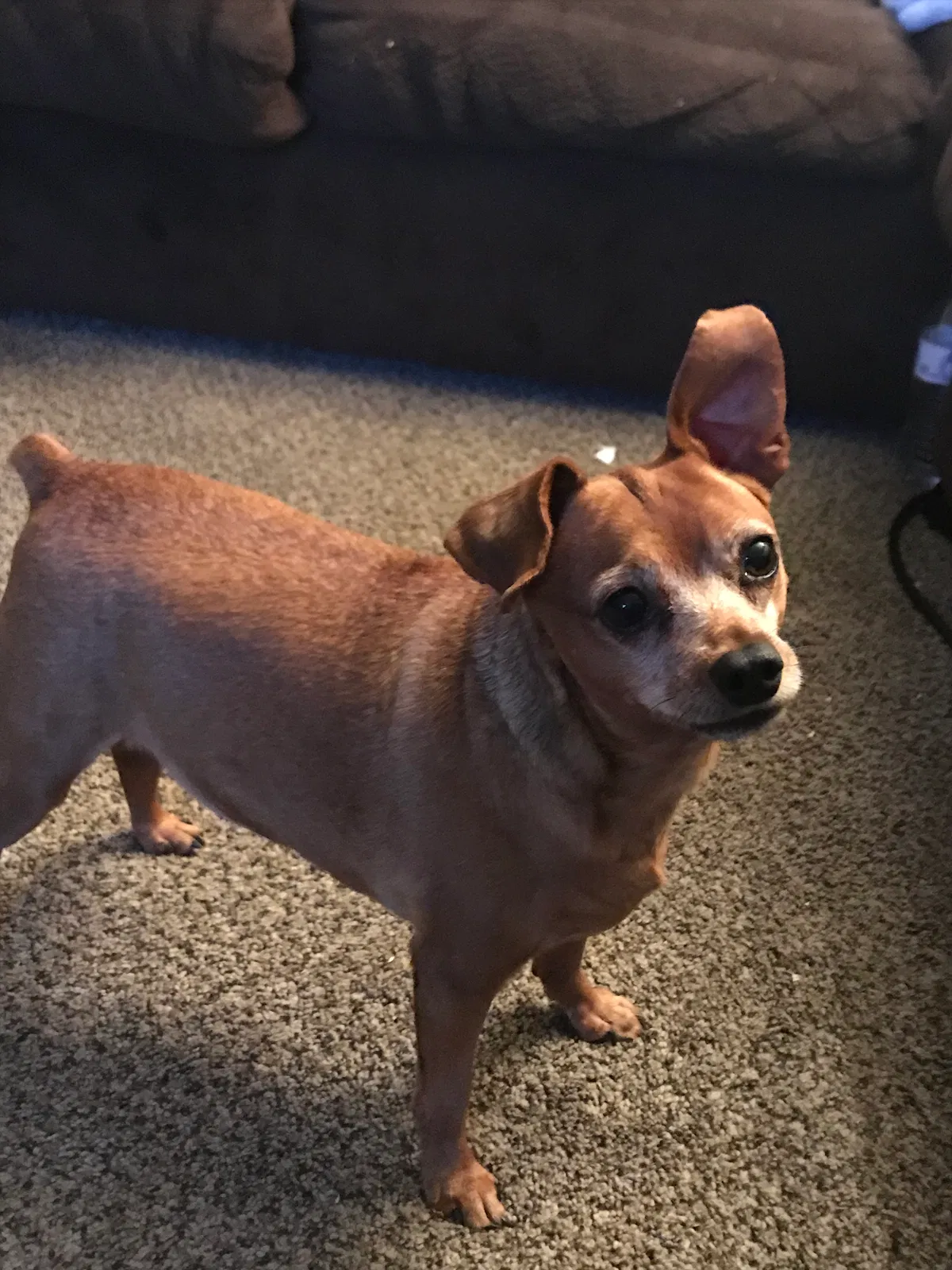 Lost dog in Santa Maria, CA, 93458